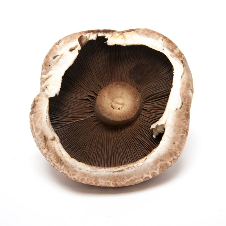 Fresh Organic Large Flat Mushrooms. Fresher food, sourced with care
